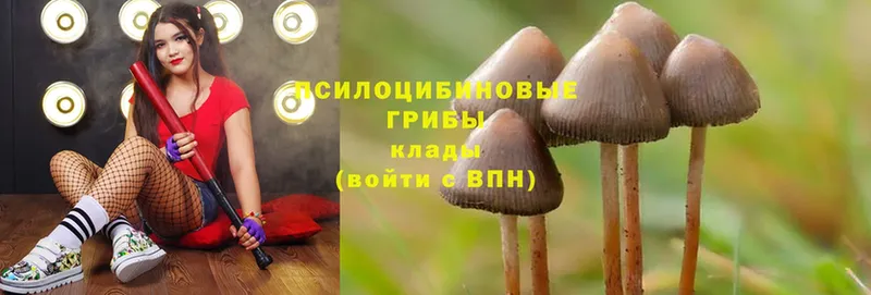 где можно купить наркотик  Красноармейск  Псилоцибиновые грибы Magic Shrooms 